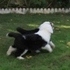 image38